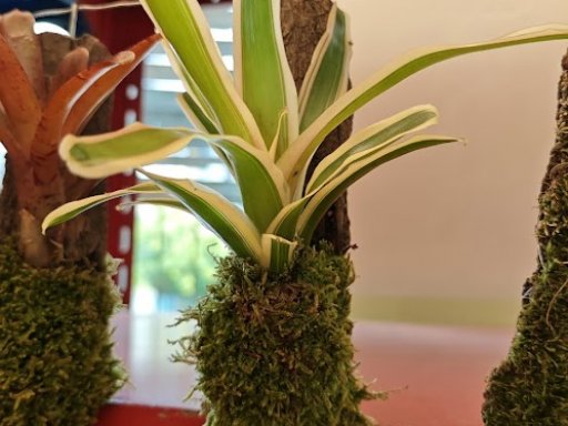 Botanická burza